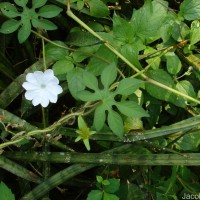 Ipomoea pes-tigridis L.